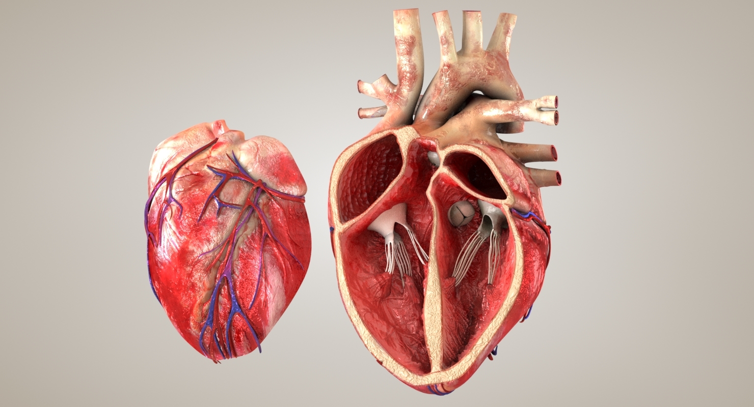 人体心脏器官设计矢量图片素材-编号24846310-图行天下