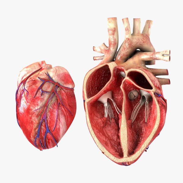 人的心脏3ds max模型