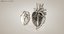 3D model heart anatomical cross section