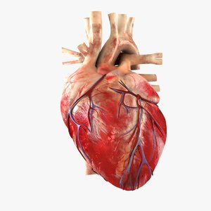 3D human heart model
