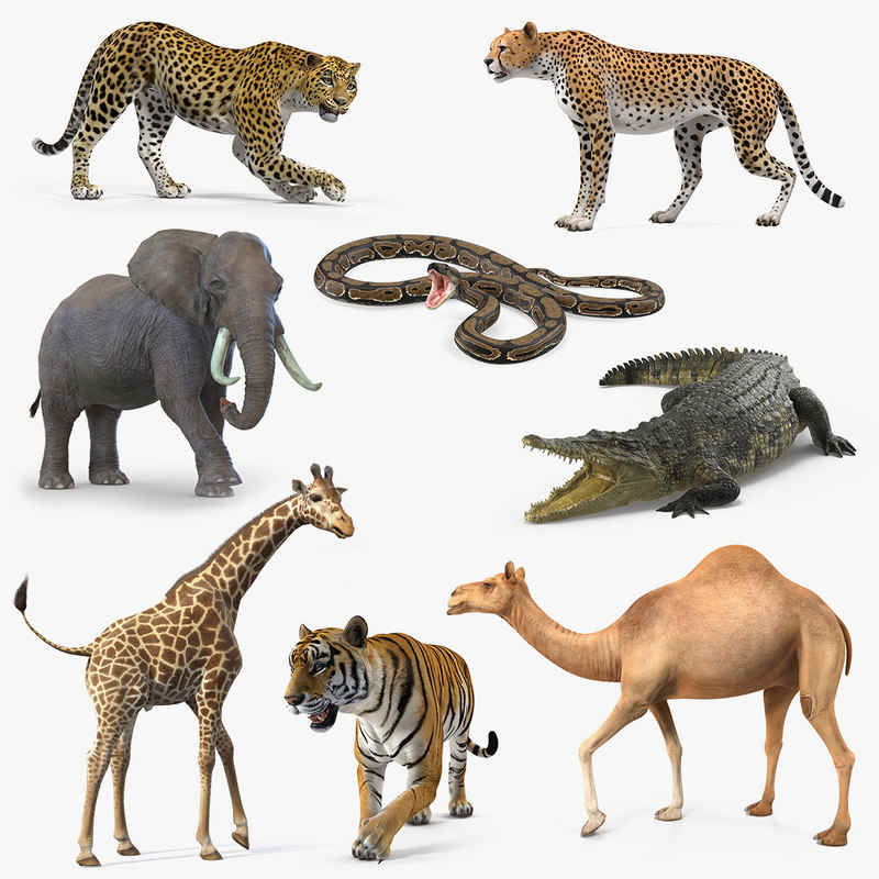 3D african animals 5 rigged model - TurboSquid 1424478