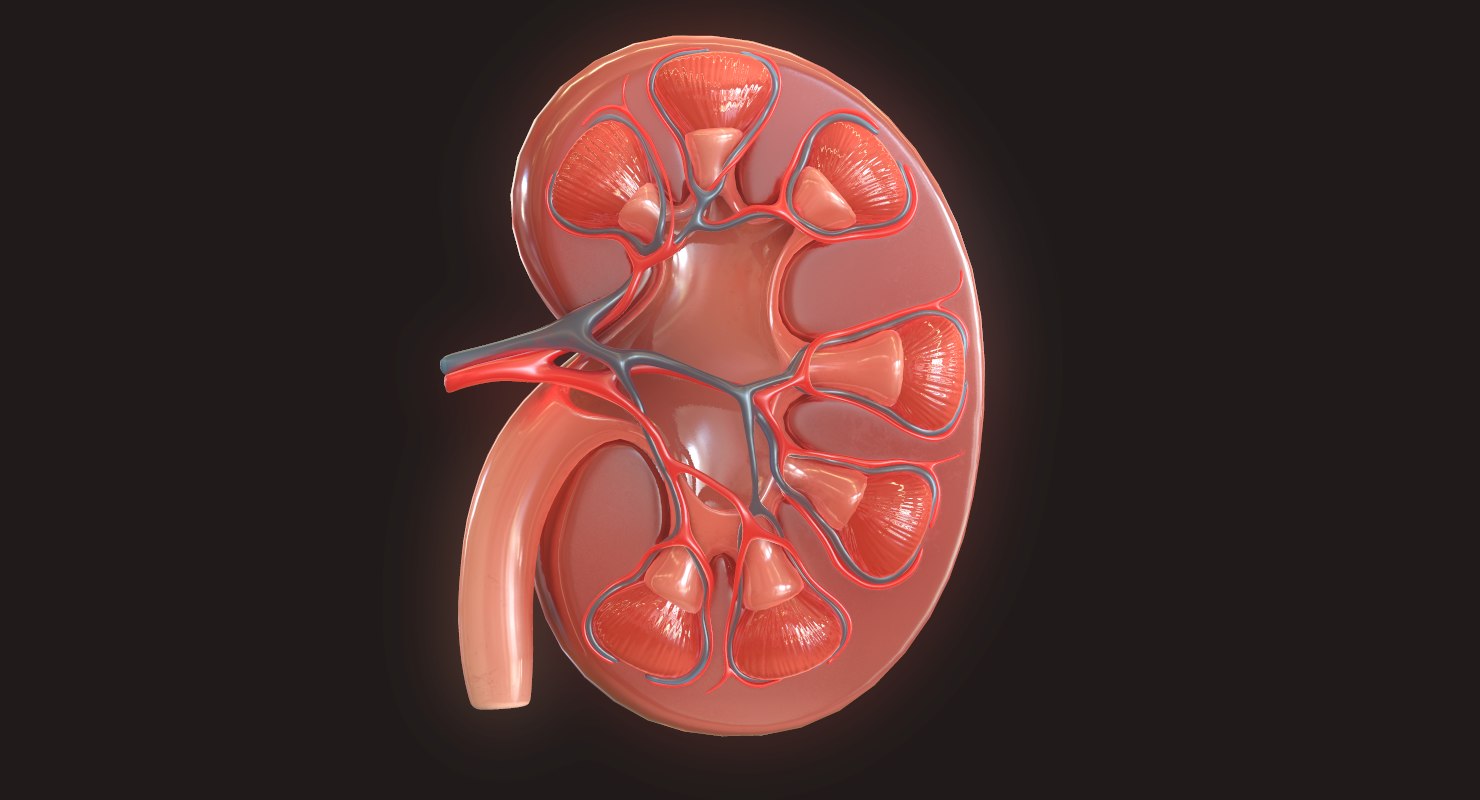 Kidney 3d. Чрезаортальная эндартерэктомия нефрогенная гипертензия. Почечнокаменная болезнь у детей. Dollar Kidney 3d. Заболела левая почка