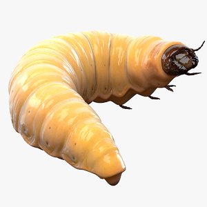 3D realistic maggot pose