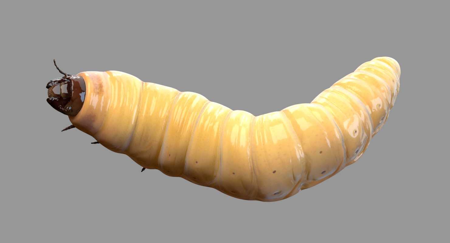 Realistic maggot pose 3D model - TurboSquid 1424617