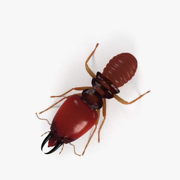 3d termite hd model