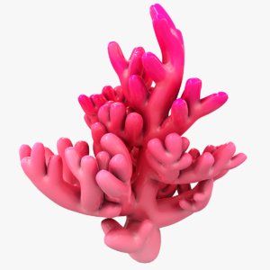 3D modeled coral