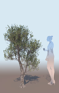 3D model decorative olive tree olea