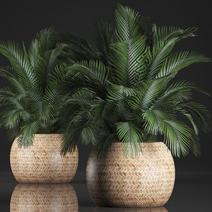 houseplants fan palm 3D model
