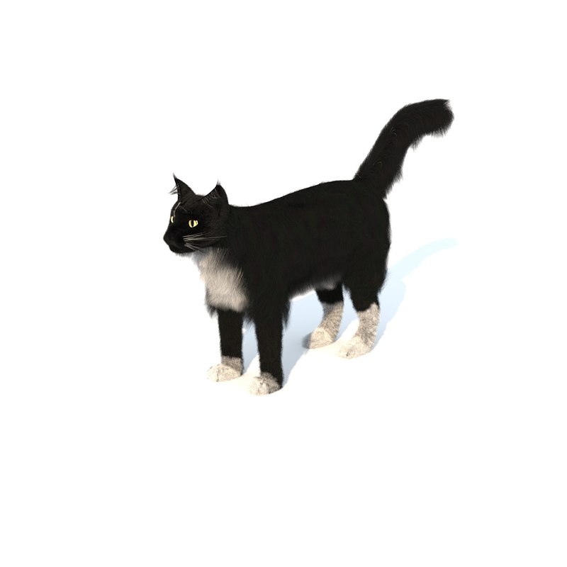 Maine coon cat 3D TurboSquid 1425912
