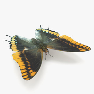 butterfly charaxes jasius 3D model