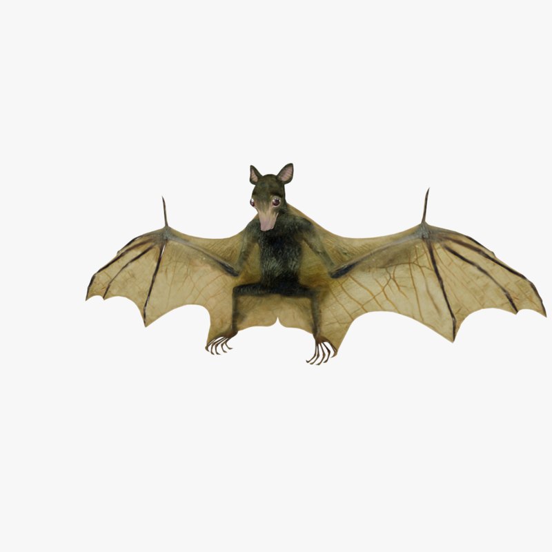 Blender bat format 3D TurboSquid 1426345