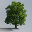 3D model hi resolution tree