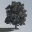 3D model hi resolution tree