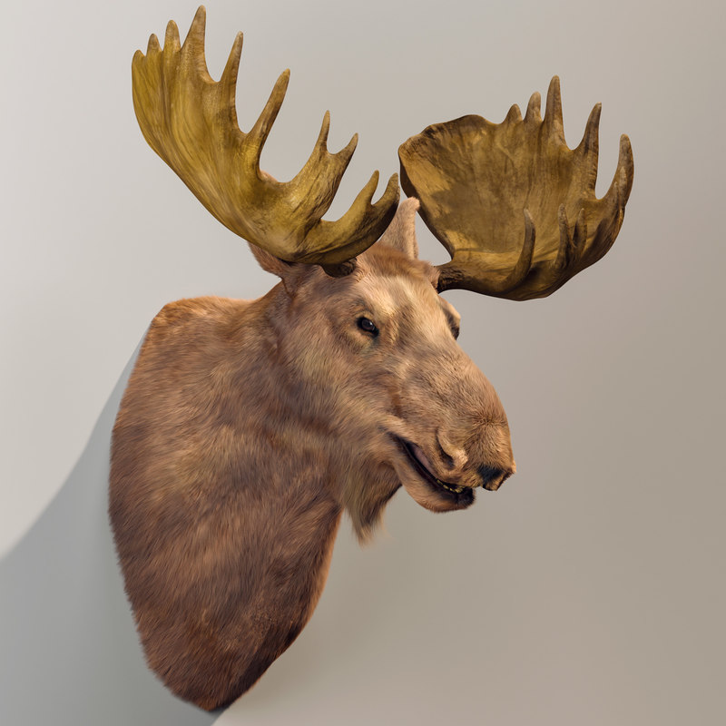 3D moose head - TurboSquid 1426442