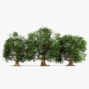 3D model oak tree