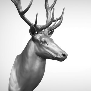 3D reed deer stag elk model