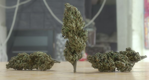 サワーディーゼル大麻芽3dモデル Turbosquid