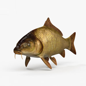 3D carp fish animal model