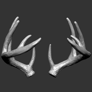 white-tailed deer - virginia 3D