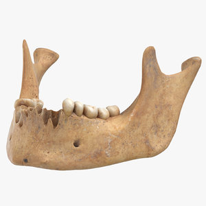 human jawbone mandible 01 3D model