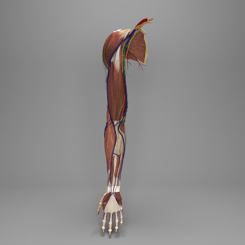 Human upper arm ready model - TurboSquid 1426912