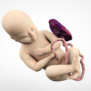 fetus baby place 3D model