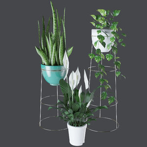 3D plants indoor house model