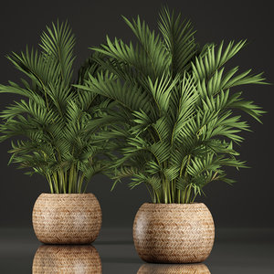 decorative palms howea 3D model