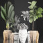 3D houseplants exotic plants