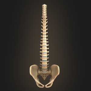 spine anatomy spinal column 3D model