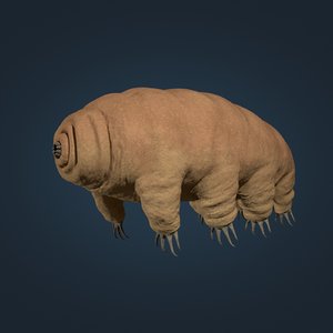 microscopic bear 3D model