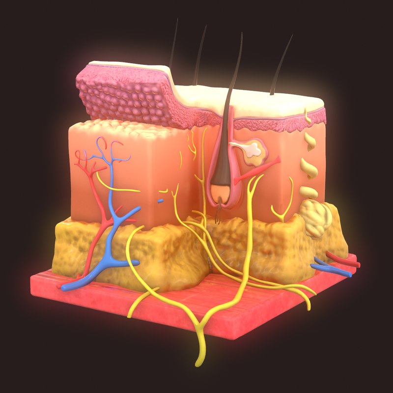 Modeled Skin Anatomy 3d Turbosquid 1427954