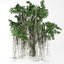 3D banyan tree model
