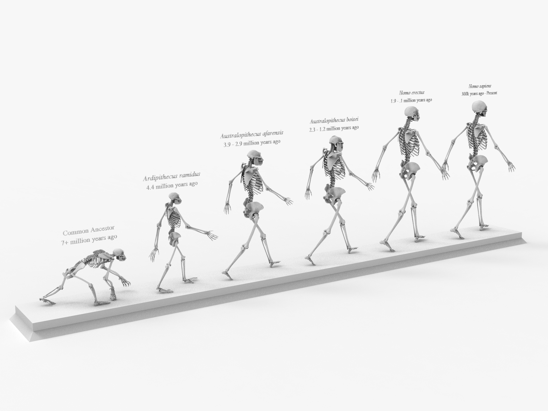 Otherworldly Skeleton Evolution Chapter 2 3D Other skeleton evolution darwin