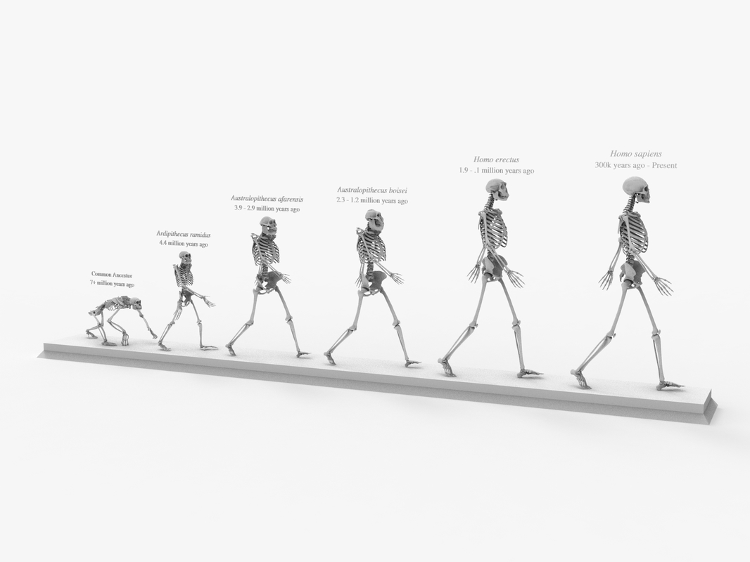 Otherworldly Skeleton Evolution Chapter 2 3D Other skeleton evolution darwin