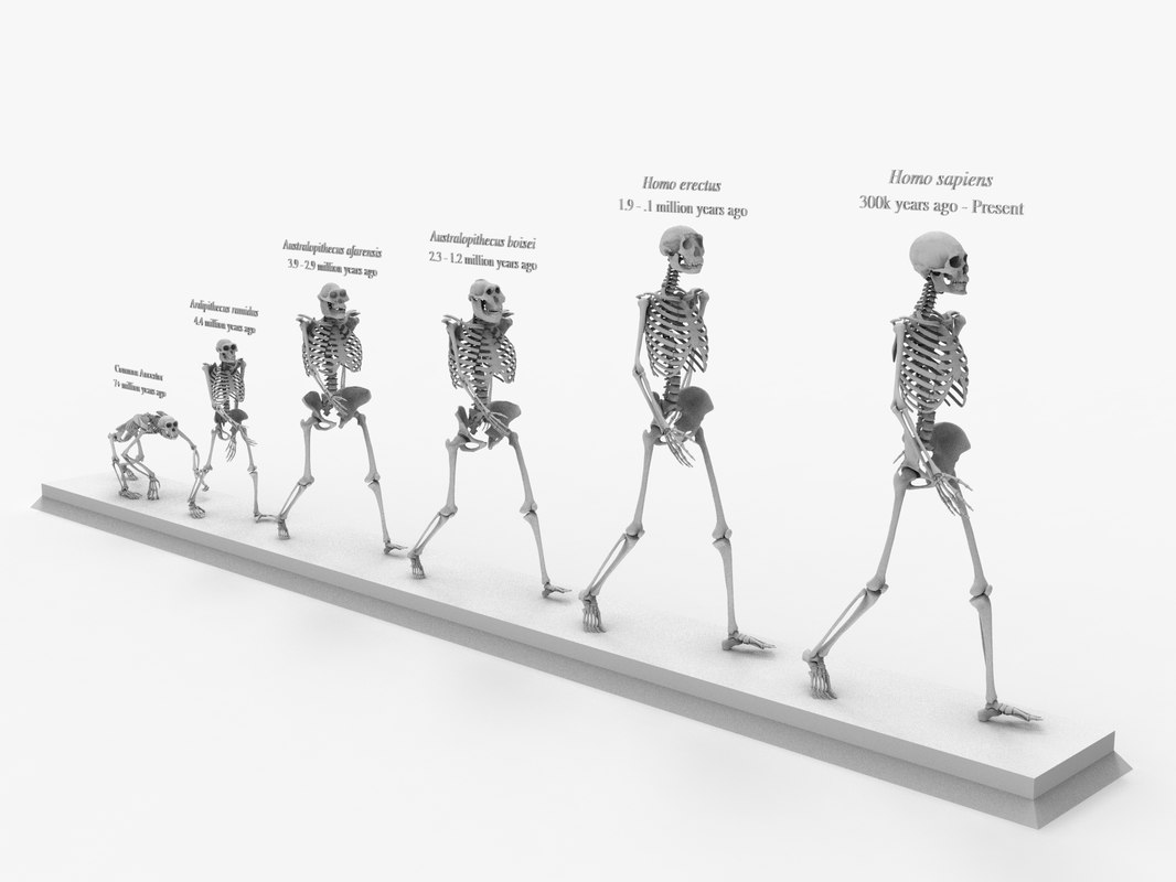 Otherworldly Skeleton Evolution Chapter 1 3D Other skeleton evolution darwin