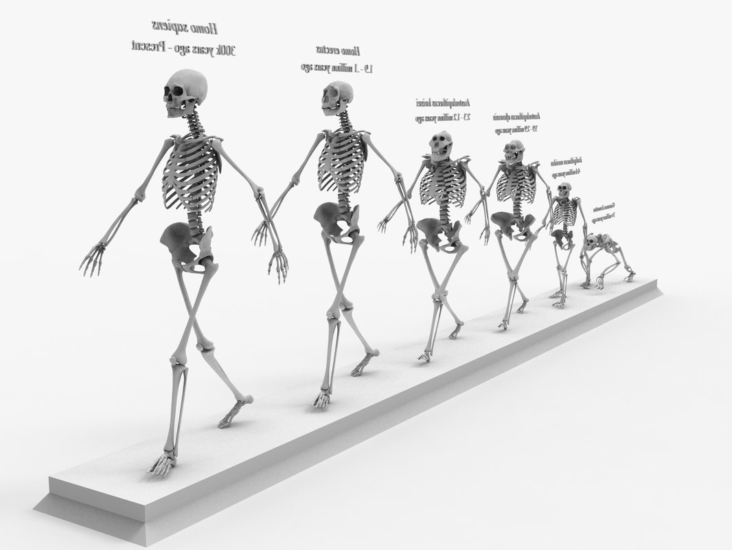 Otherworldly Skeleton Evolution Chapter 2 3D Other skeleton evolution darwin