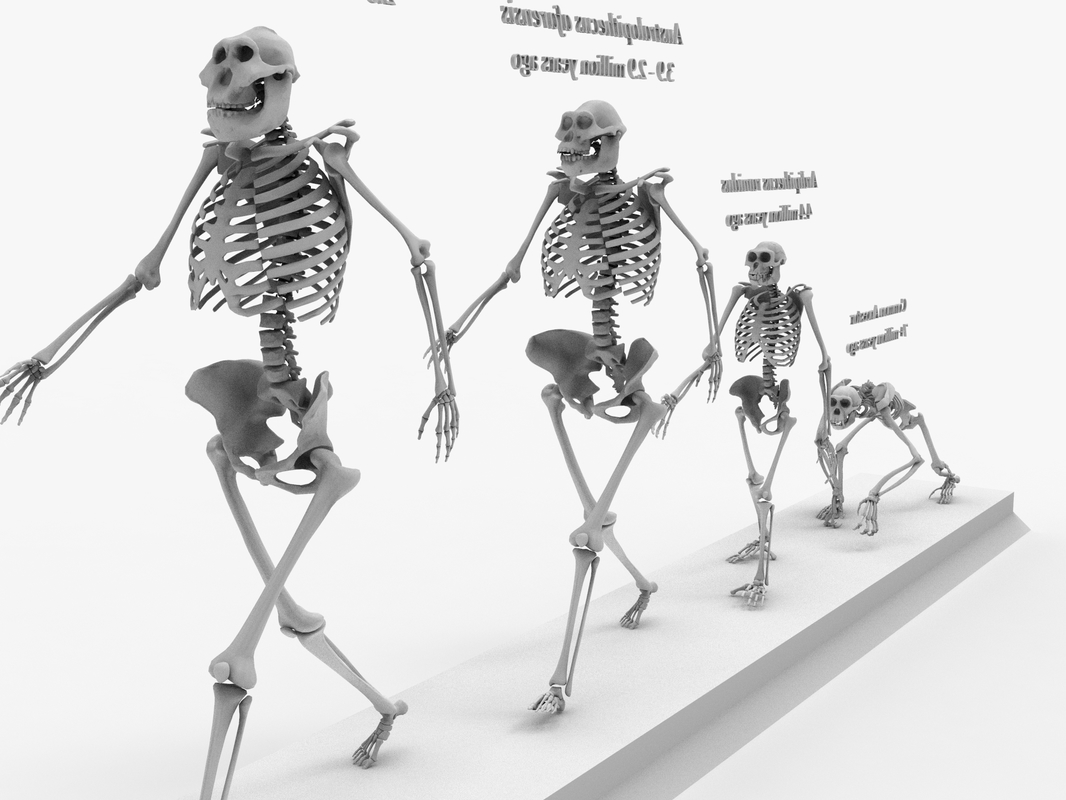 Otherworldly Skeleton Evolution Chapter 2 3D skeleton evolution darwin - TurboSquid 1428005