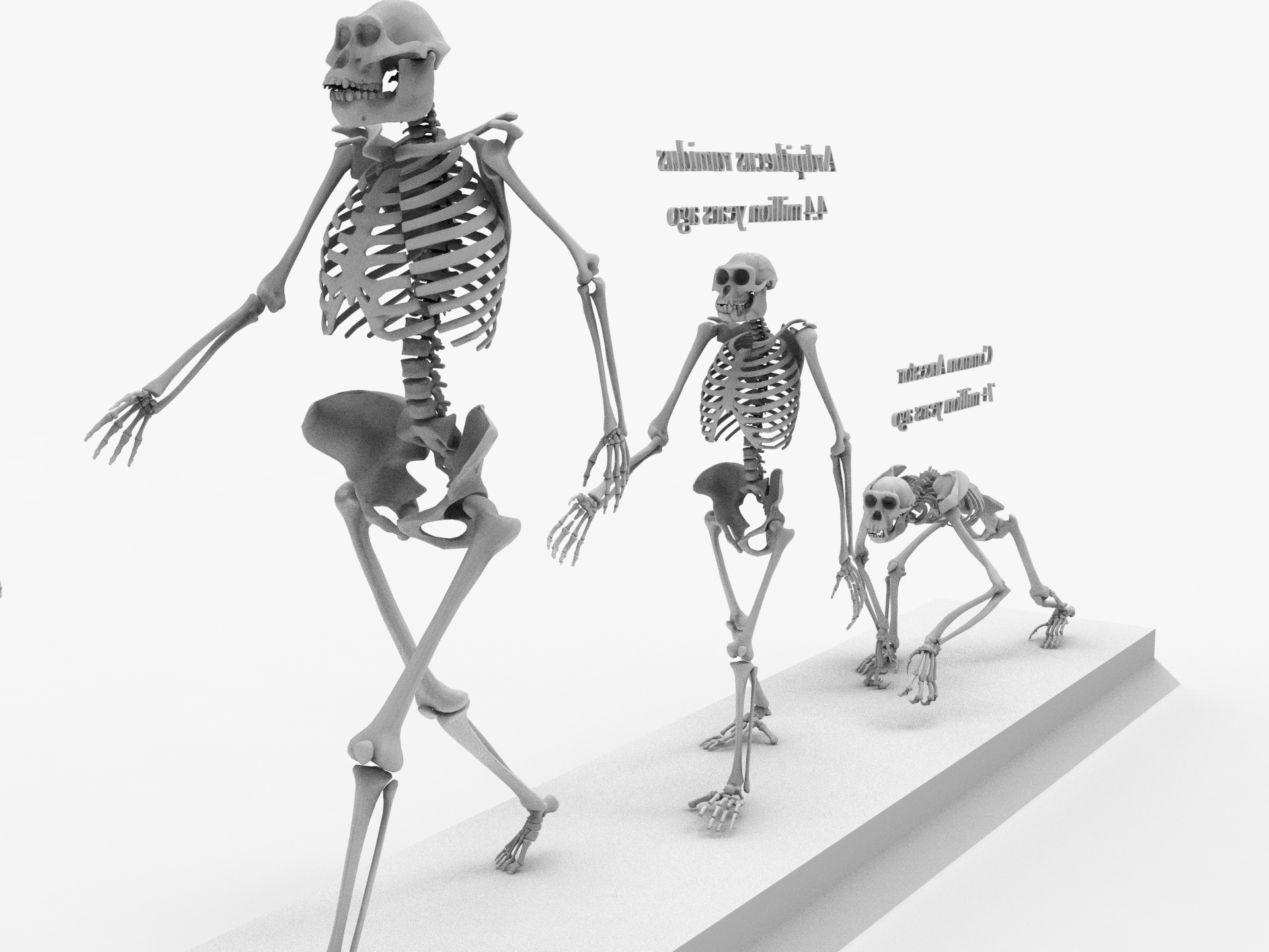 Otherworldly Skeleton Evolution Chapter 2 3D Other skeleton evolution darwin