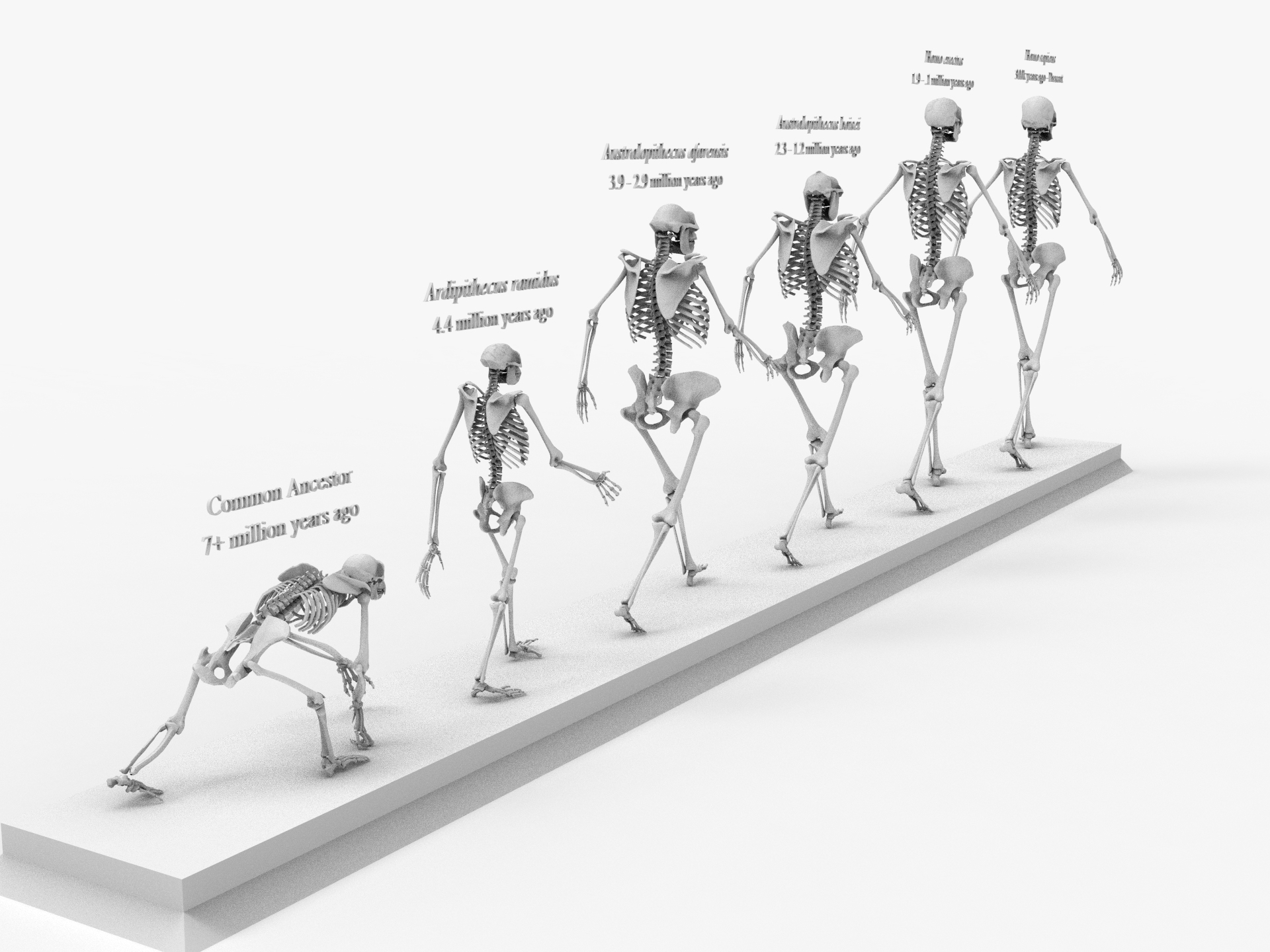 Otherworldly Skeleton Evolution Chapter 2 3D skeleton evolution darwin - TurboSquid 1428005