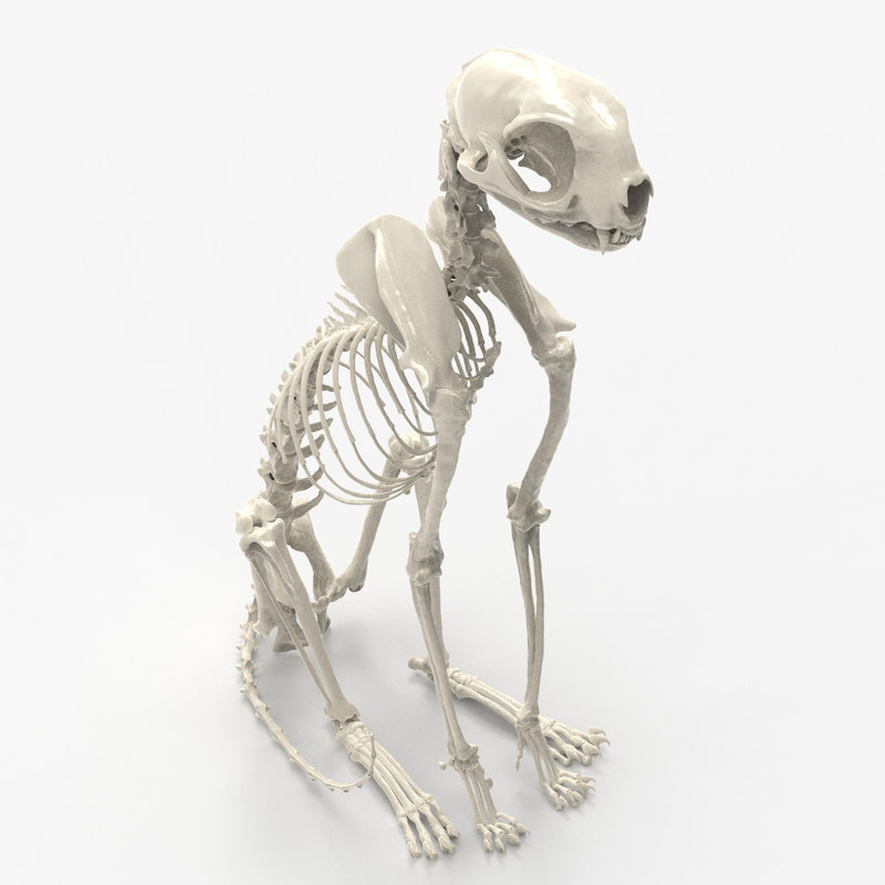 skeleton cat statue