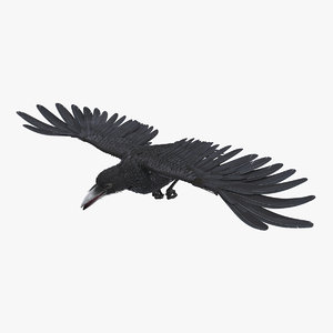 raven flying rigged flight animation model