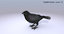 3D model crow - corvus