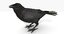 3D model crow - corvus