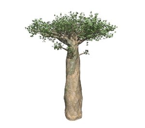 baobab model