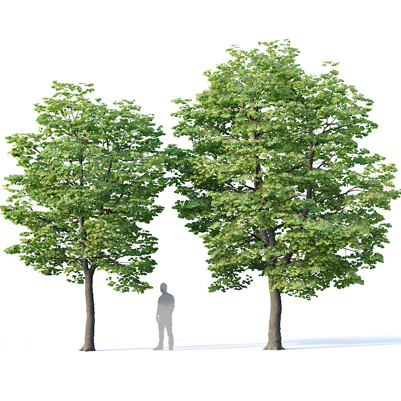 3d 2 Tilia Trees Model - Turbosquid 1428641