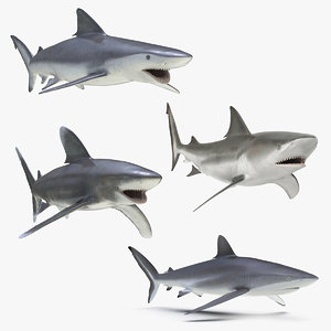 rigged sharks 3 3D