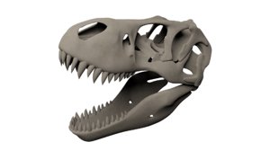 3D tyrannosaurus rex skull