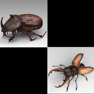 3D model beetle stag