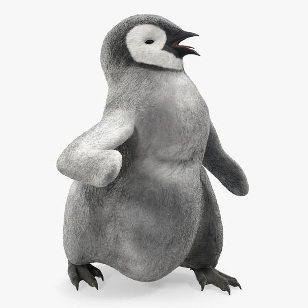 Modele 3d De Pingouin Bebe Marchant Pose Turbosquid